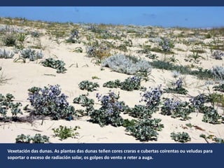Vexetación das dunas. As plantas das dunas teñen cores craras e cubertas coirentas ou veludas para
soportar o exceso de radiación solar, os golpes do vento e reter a auga.
 
