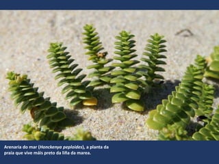 Arenaria do mar (Honckenya peploides), a planta da
praia que vive máis preto da liña da marea.
 