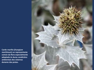 Cardo mariño (Eryngium
maritimum) un representante
común da flora especialmente
adaptada ás duras condicións
ambientais dos sistemas
dunares das praias.
 
