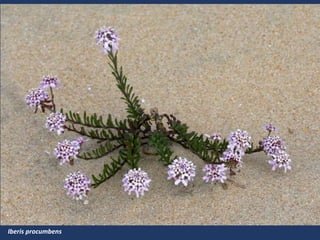 Iberis procumbens
 