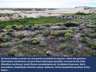 Na dunas fixadas ou grises hai una grande variedade de especies: cebola das gaivotas,
(Pancratium maritimum), carrasco bravo (Helicrysum picardii), carrascas de San Xoán
(Otanthus maritimus), aceda (Rumes bucephalophorus), Scrofularia frutescens, Iberis
procumbens, Omphalodes littoralis subesp. Gallaecia, leiteira (Euphorbia paralias), brións
Liques...
 
