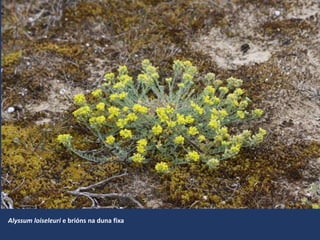 Alyssum loiseleuri e brións na duna fixa
 