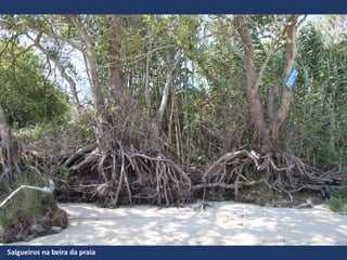 Salgueiros na beira da praia
 