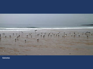 Gaivotas
 