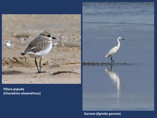 Píllara papuda
(Charadrius alexandrinus)
Garzota (Egretta garzeta)
 