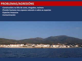 PROBLEMAS/AGRESIÓNS
-Construcións na liña de costa, dragados, recheos
-Presión humana nos espazos naturais e sobre as especies
-Especies invasoras
-Contaminación
 