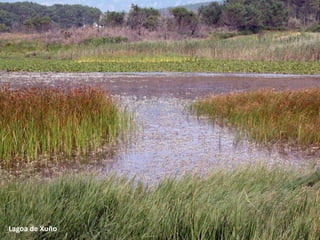 Lagoa de Xuño
 