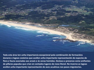 Toda esta área ten unha importancia excepcional pola combinación de formacións
dunares e lagoas costeiras que acollen unha importante representación de especies de
flora e fauna asociadas aos areais e ás zonas húmidas. Destaca a presenza como aniñantes
de píllaras papudas que crían en contados lugares do noso litoral. No inverno as lagoas
acollen unha importante representación de aves acuáticas nos pasos migratorios.
 