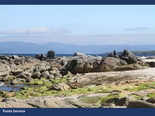 Punta Sarrosa
 