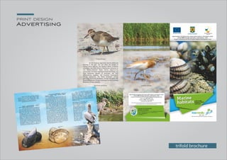 print design
Advertising
trifold brochure
 