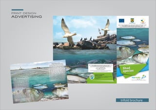 print design
Advertising
trifold brochure
 