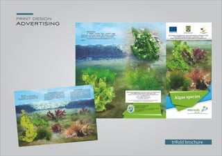 print design
Advertising
trifold brochure
 