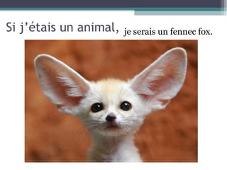 Si j’étais un animal,   je serais un fennec fox.
 