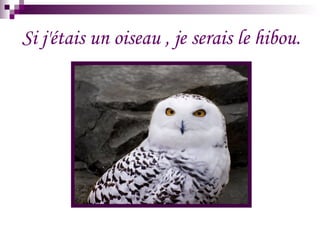 Si j'étais un oiseau , je serais le hibou.