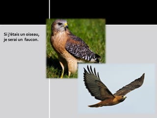 Si j’étais un oiseau,
je serai un faucon.
 