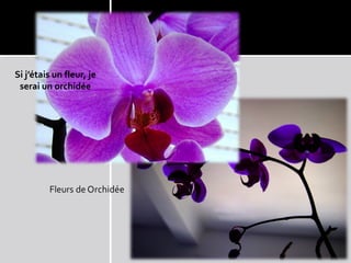 Si j’étais un fleur, je
 serai un orchidée
 