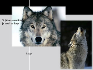Si j’étais un animal,
je serai un loup
 