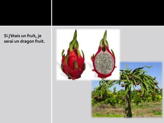 Si j’étais un fruit, je
serai un dragon fruit.
 