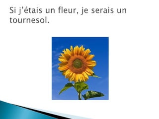 Portrait chinois lauren