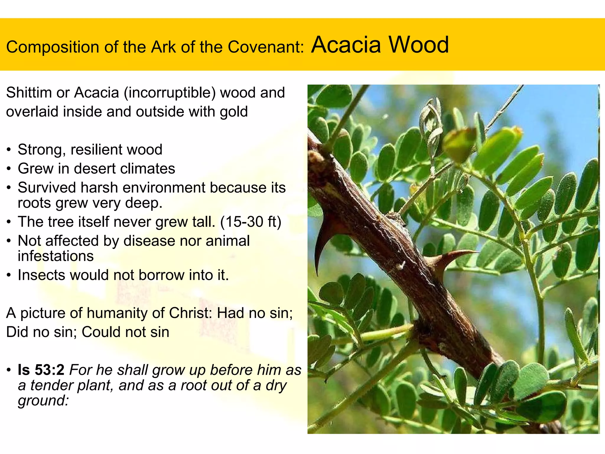 Composition of the Ark of the Covenant:  Acacia Wood Shittim or Acacia (incorruptible) wood and  overlaid inside and outside with gold Strong, resilient wood  Grew in desert climates Survived harsh environment because its roots grew very deep.   The tree itself never grew tall. (15-30 ft) Not affected by disease nor animal infestations  Insects would not borrow into it. A picture of humanity of Christ: Had no sin;  Did no sin; Could not sin  Is 53:2   For he shall grow up before him as a tender plant, and as a root out of a dry ground:  