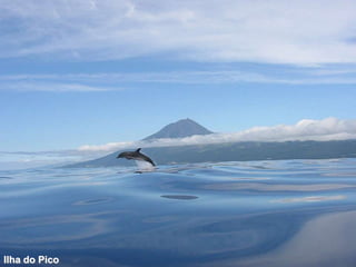 Ilha do Pico