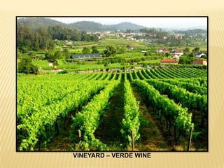 VINEYARD – VERDE WINE