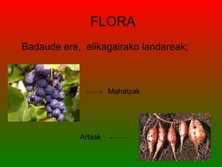 FLORA
Badaude ere, elikagairako landareak;



                     Mahatzak




            Arbiak
 