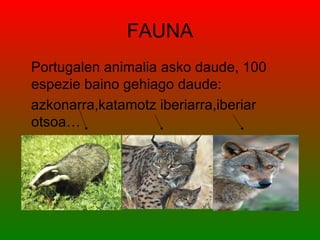 FAUNA
Portugalen animalia asko daude, 100
espezie baino gehiago daude:
azkonarra,katamotz iberiarra,iberiar
otsoa…
 