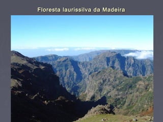 Floresta laurissilva da Madeira
 