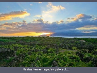 Nestas terras regadas pelo sol…
 