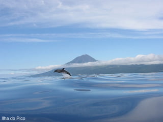 Ilha do Pico 