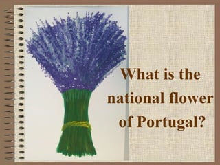 What is the
national flower
of Portugal?
 