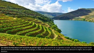 Les coteaux du Haut-Douro sont recouverts de pied de vignes. Le porto provient de ces vignobles escarpés ; les plus prestigieux étant situés
dans les environs de Pinhão. La saison des vendanges, au début de l'automne, est la meilleure saison pour découvrir la région, alors en pleine
ébullition.
 