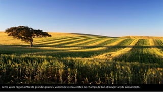 L'Alentejo
cette vaste région offre de grandes plaines vallonnées recouvertes de champs de blé, d'oliviers et de coquelicots.
 
