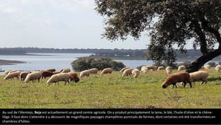 Au sud de l'Alentejo, Beja est actuellement un grand centre agricole. On y produit principalement la laine, le blé, l'huile d'olive et le chêne-
liège. ll faut donc s'attendre à y découvrir de magnifiques paysages champêtres ponctués de fermes, dont certaines ont été transformées en
chambres d'hôtes.
 