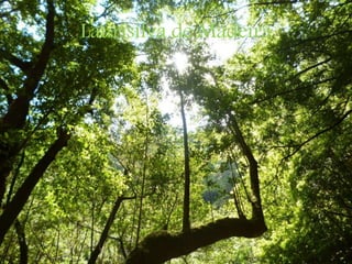 Laurisilva de Madeira
 