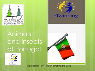 Animals
and insects
of Portugal
Work done by: Ruben and Pedro Silva
 