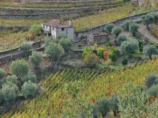 Portugal   Douro - Outono