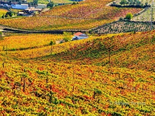 Portugal   Douro - Outono