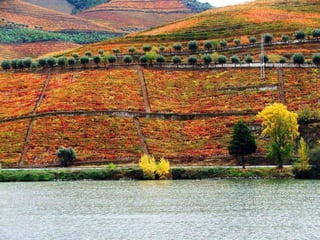 Portugal   Douro - Outono