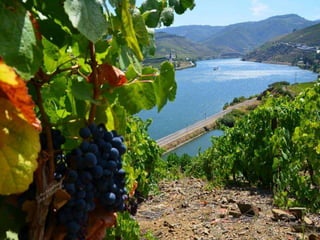 Portugal   Douro - Outono