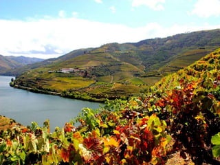 Portugal   Douro - Outono