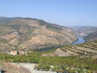 Portugal   Douro - Outono