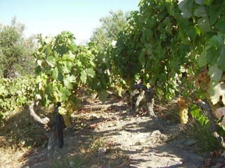 Portugal   Douro - Outono