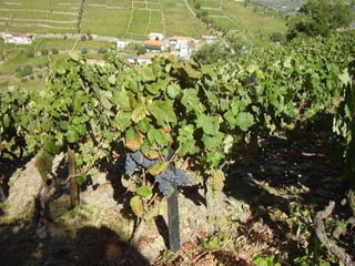 Portugal   Douro - Outono