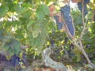 Portugal   Douro - Outono