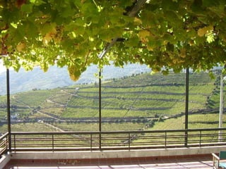 Portugal   Douro - Outono