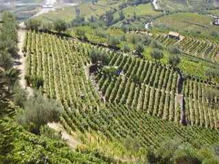 Portugal   Douro - Outono