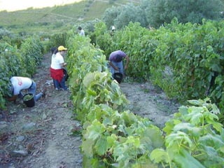 Portugal   Douro - Outono