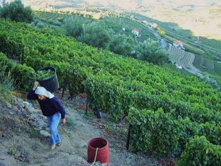 Portugal   Douro - Outono